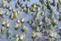 養殖一畝牛蛙的投資金額，總共大概需要5-15萬元左右